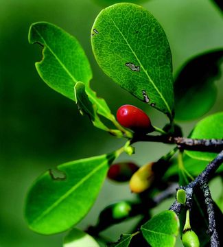 Image of African coca tree