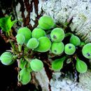 Image of Ficus racemosa L.