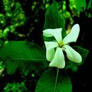 Gardenia gummifera L. fil. resmi