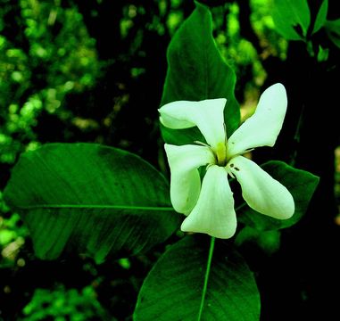 Image de Gardenia gummifera L. fil.