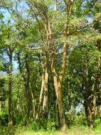 Image of <i>Lagerstroemia lanceolata</i>