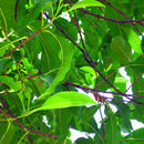 Imagem de Madhuca longifolia var. latifolia (Roxb.) A. Chev.