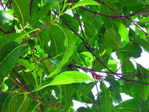 Image of moa tree