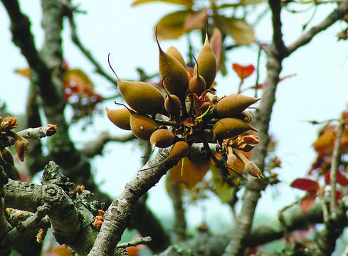 Image of moa tree