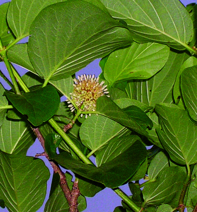 Plancia ëd Mitragyna parvifolia var. parvifolia