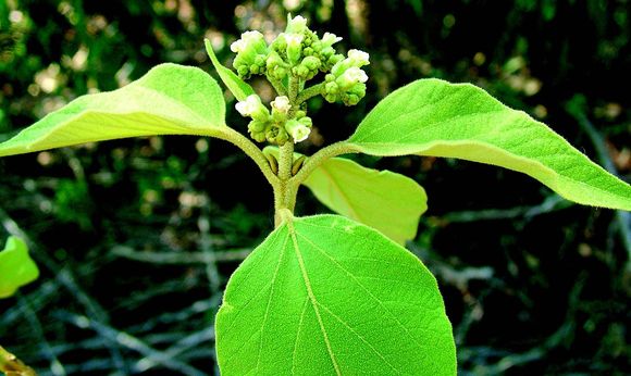 Imagem de Premna tomentosa Willd.