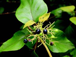 Imagem de Premna tomentosa Willd.