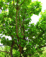 Image of Deccania pubescens var. candolleana (Wight & Arn.) Tirveng.
