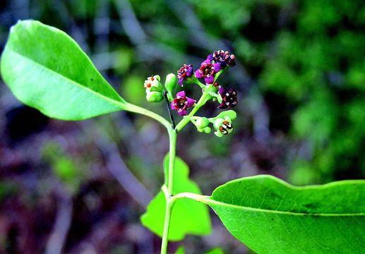 Image of Sandalwood