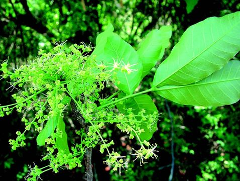 Image of lac tree