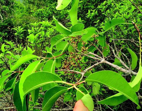 Image of Java plum