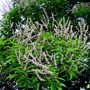 Vitex altissima L. fil.的圖片