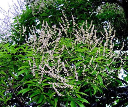 Image of Vitex altissima L. fil.