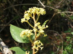 Ziziphus rugosa Lam. resmi