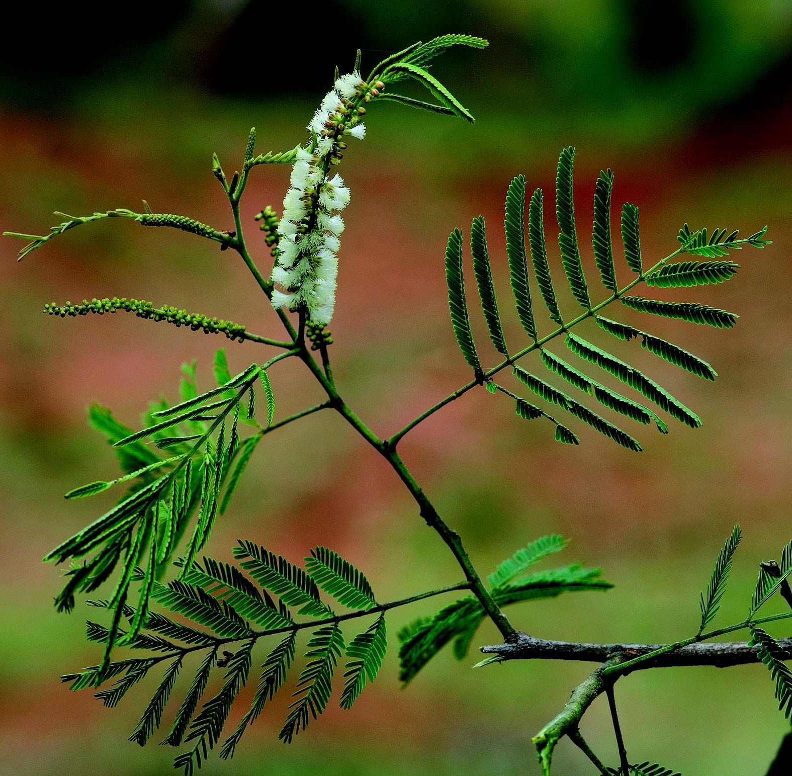 Plancia ëd <i>Acacia chundra</i>