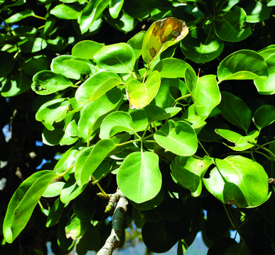 Image de Terminalia bellirica (Gaertn.) Roxb.