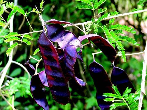 Image of <i>Acacia pennata</i> Willd.