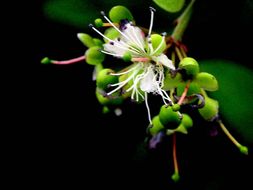 Image de <i>Capparis corymbosa</i> Lam.