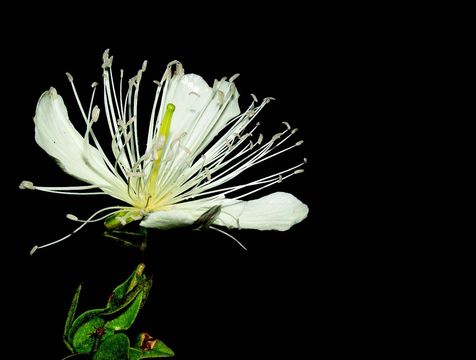 Image of Capparis zeylanica L.