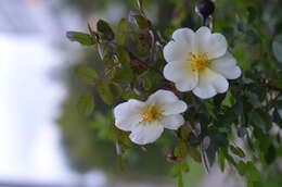 Image of dog rose