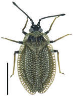 Acalypta marginata (Wolff 1804)的圖片