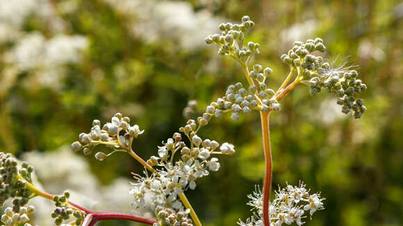 Image of Meadowsweet