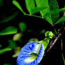 Clitoria ternatea L. resmi