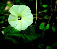 Image of Obscure Morning Glory