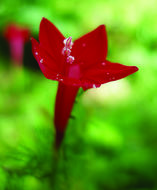 Image of Cypress Vine