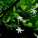 Imagem de Jasminum trichotomum B. Heyne ex Roth