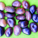 Mucuna pruriens (L.) DC. resmi