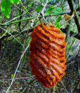 Plancia ëd Mucuna pruriens (L.) DC.