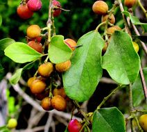 Image of Pachygone ovata (Poir.) J. D. Hook. & Thompson