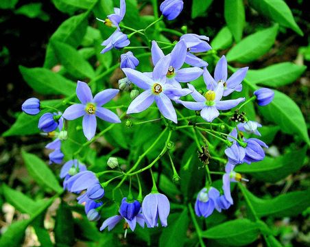 Image de Solanum botryophorum Ridl.