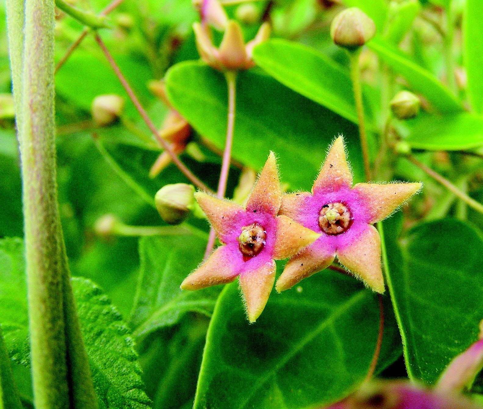 Image of Tylophora indica (Burm. fil.) Merr.