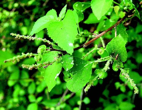 Image of Acalypha fruticosa Forssk.