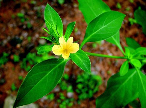 Image of porcupine flower