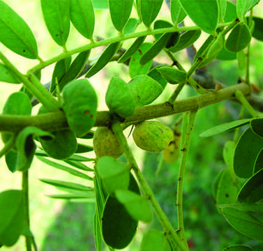 Imagem de Senna auriculata (L.) Roxb.