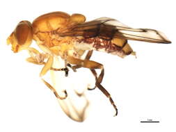 Image of <i>Brachyopa caesariata</i>