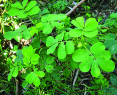 Image of sickle senna