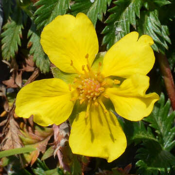 Image of silverweed cinquefoil