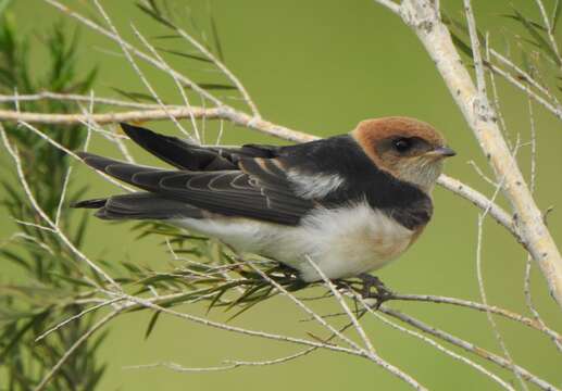 Image de Hirondelle ariel