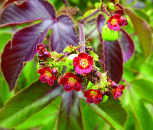 Image of Jatropha glandulifera Roxb.