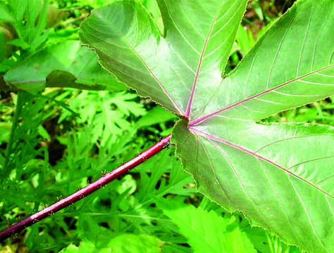 Image of Jatropha glandulifera Roxb.