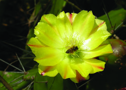 Image of Common Pricklypear