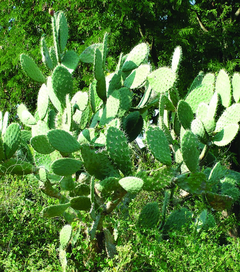 Image of Common Pricklypear