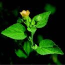 Image of country mallow