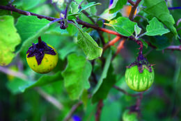 Image de Solanum virginianum L.