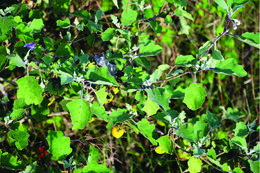 Image de Solanum virginianum L.