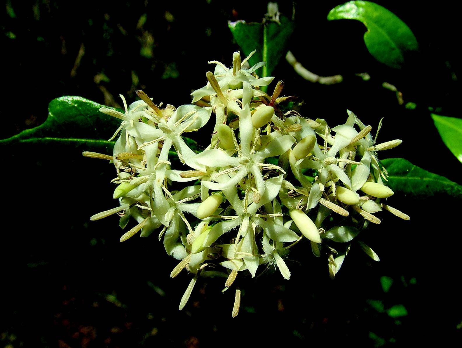 Image of Tarenna asiatica (L.) Kuntze ex K. Schum.